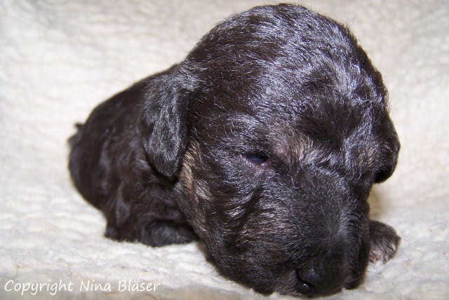 Arc-en-ciel Arlequin - 30.01 (7).JPG